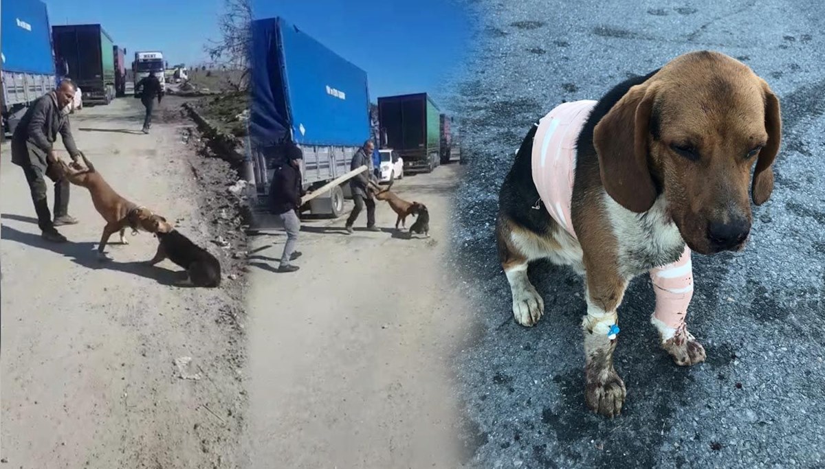 Sultangazi'de Pitbull dehşeti: Esnafın köpeğine saldırdı