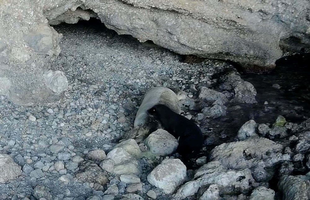 Hayalet Avı: Körfez'de Nesli Tehlikedeki Jenerasyon Fotokapana Yakalandı 72