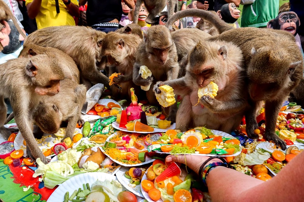 Tayland'da maymunlara açık büfe ziyafeti: Binlerce ton gıda saniyeler içinde bitti - 5