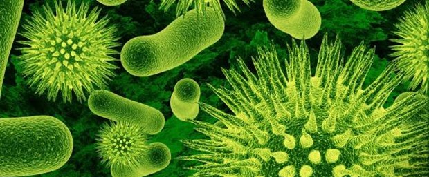 bacteria-18929-1280x800-625x300.jpg