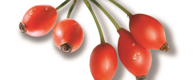 C vitamini deposu: Kuşburnu