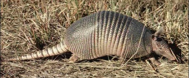 Cüzzamın kaynağı armadillolar mı?