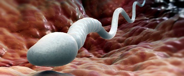 3000-dolarlık-sperm.jpg