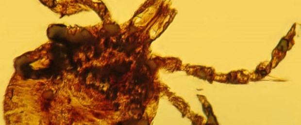 'Gizli salgının adı: LYME'