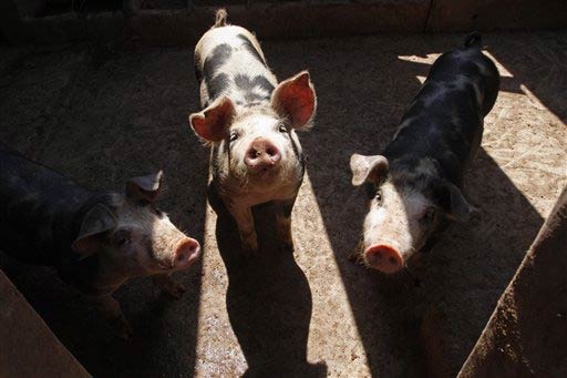 banned pork for porksentatives banned pork for porksentatives