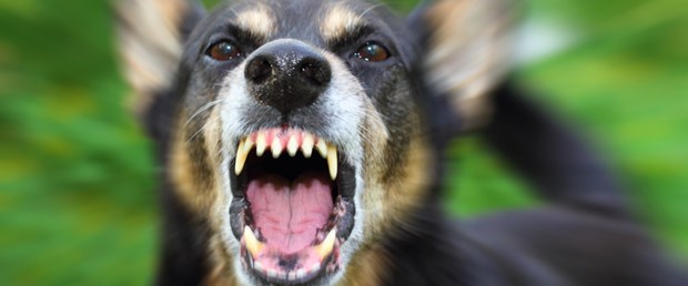 kuduz köpek.jpg