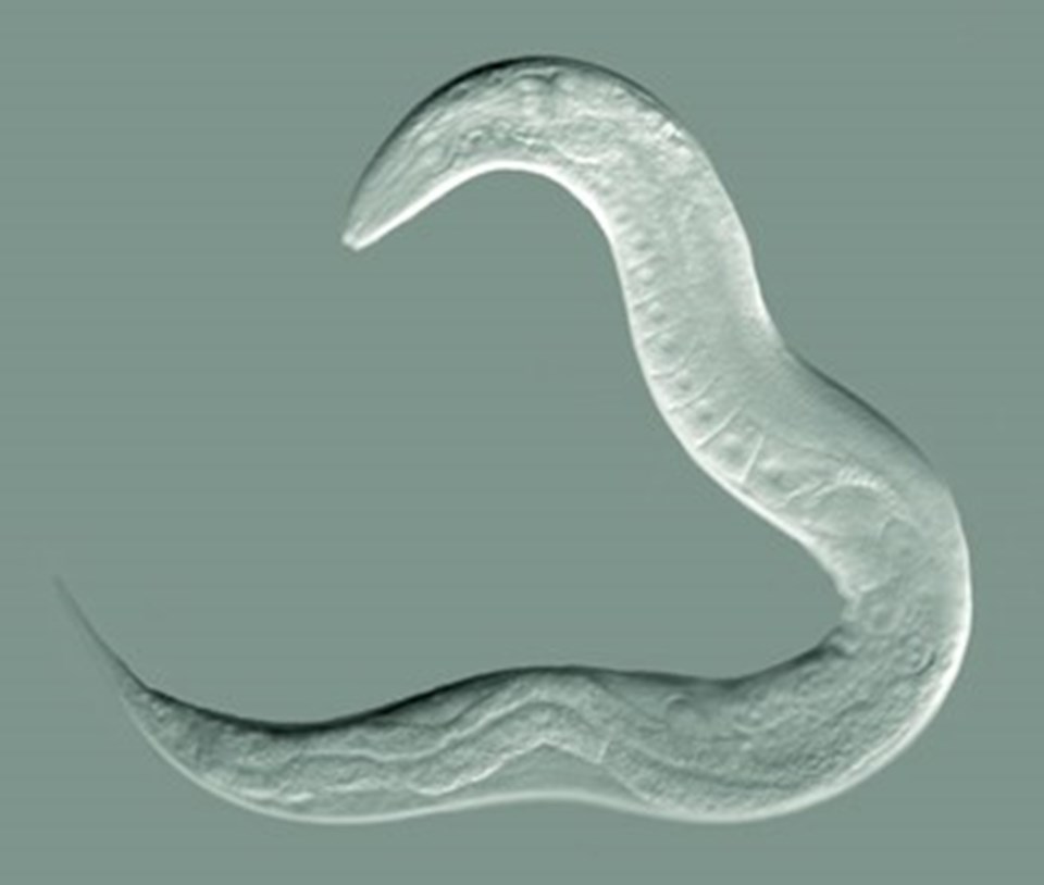 Latince adı ‘Caenorhabditis elegans’ olan solucan.