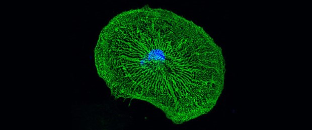 İnsan hücrelerine nanomotor yerleştirildi
