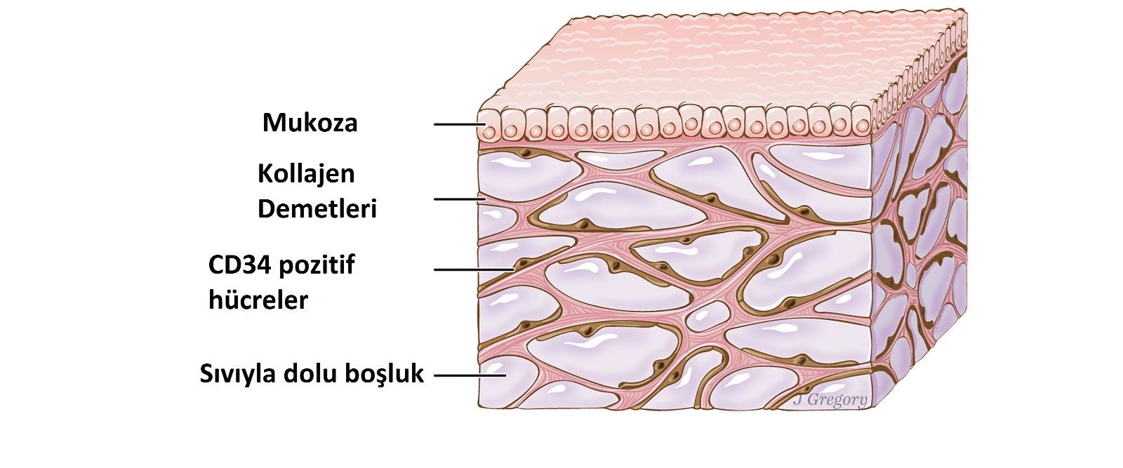 insan-vucudunda-yeni-bir-organ-kesfedildi-iddiasi,Qc_Qk5QbqEG1bGe9vZxO1g.jpg