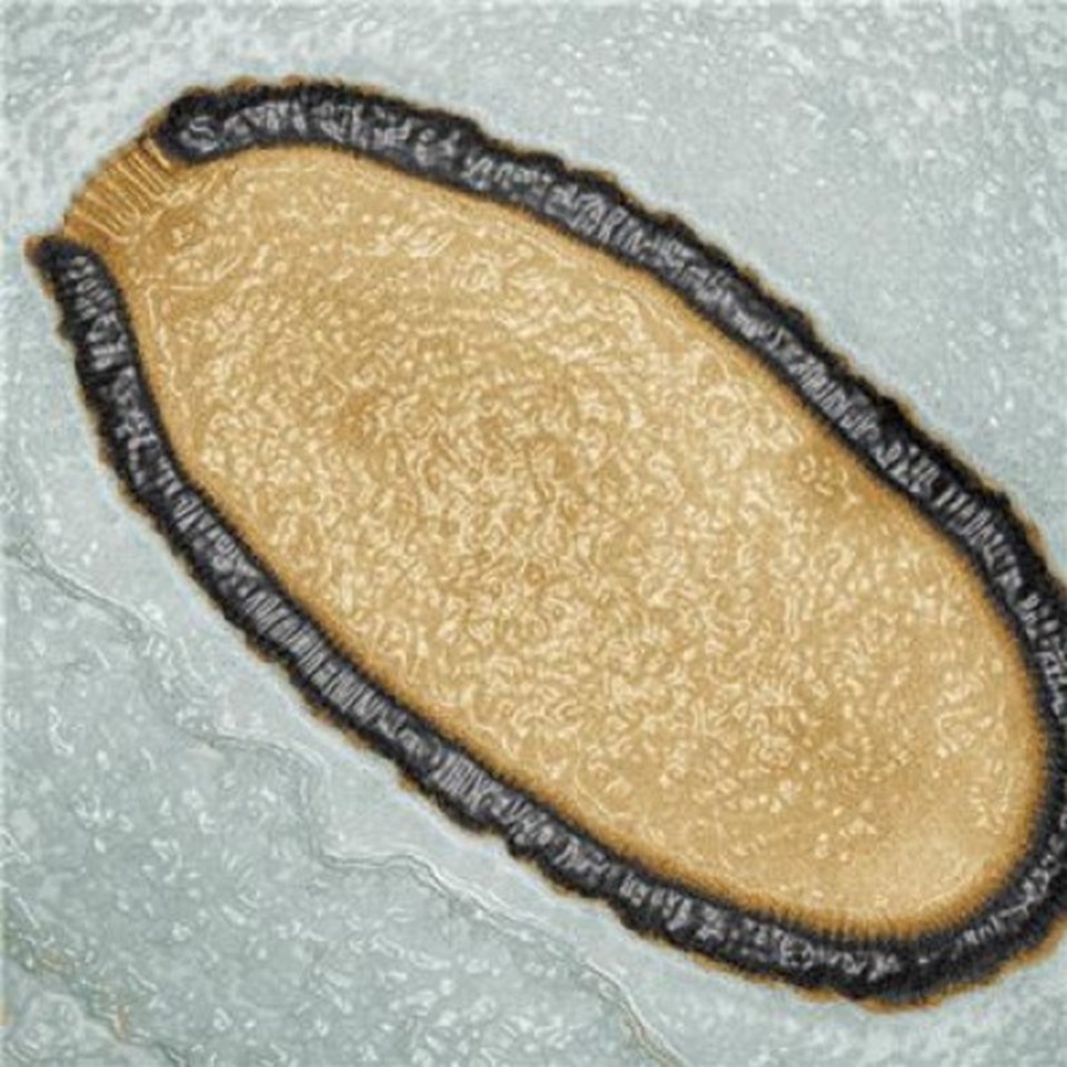 Sibirya’nın Chukotka bölgesinde bulunan 30 bin yılllık dev virüs pithovirus sibericum.