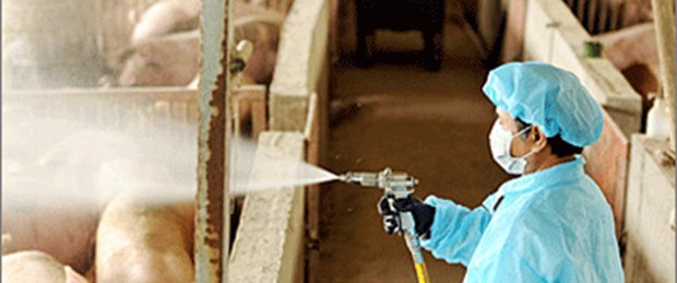Kanada'da domuz gribi 6 can aldı