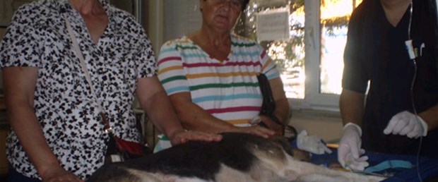Köpeğe kemoterapi başlandı