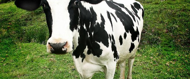 Kütahya'da şap karantinası