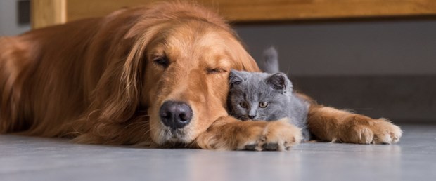 iStock-618027686.jpg
