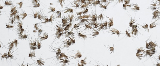 Sivrisinekle bulaşan 'zika'la sivrisinek ordusu savaşacak.jpg