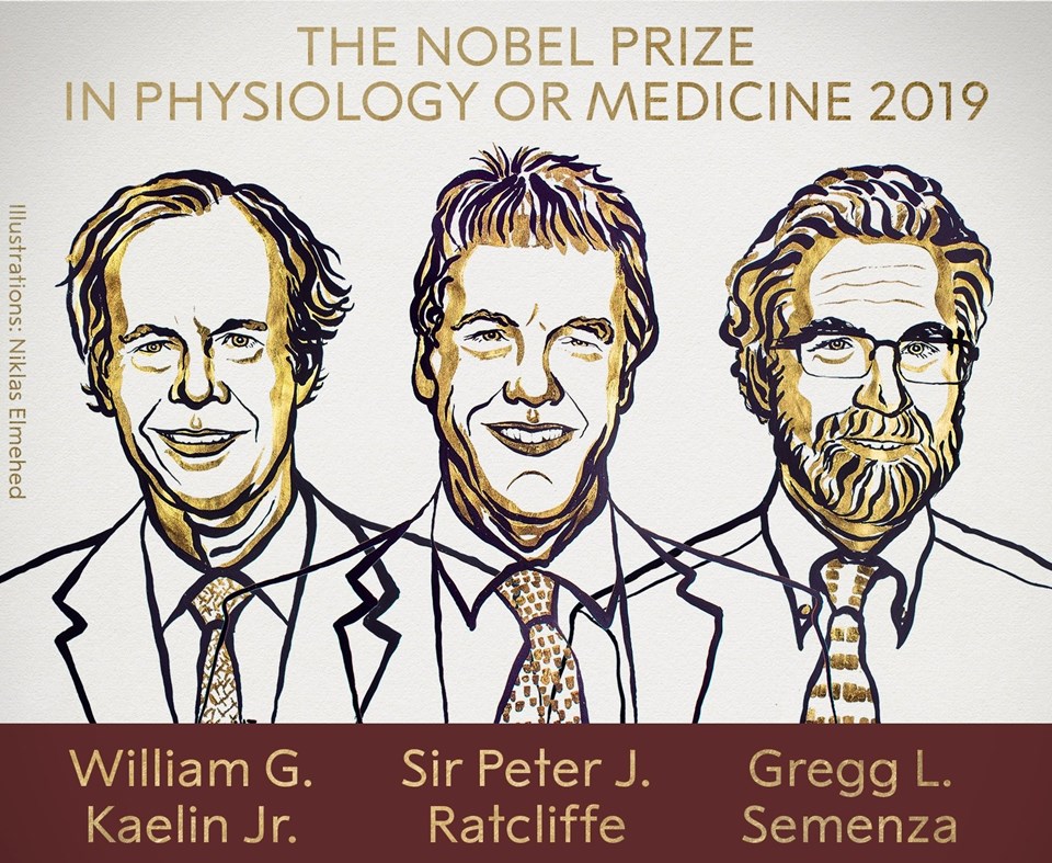 2019 Nobel Tıp ödülüne layık görülen araştırmacılar. 