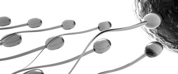 Sperm seçimi başarıyı belirliyor