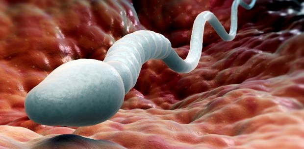 Spermi olmayan erkekte kök hücre umudu