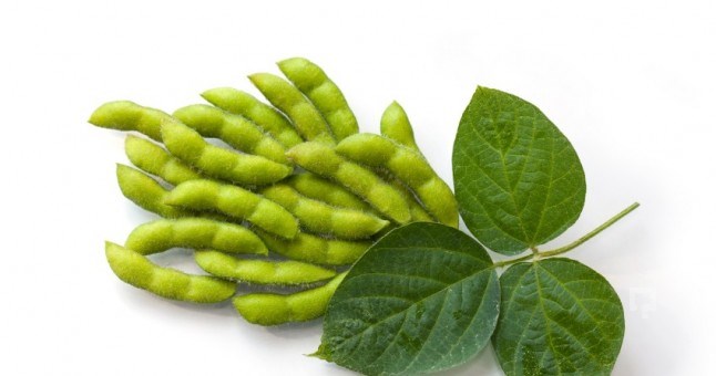 “SOYA FASULYESİ RAHATLATIR”