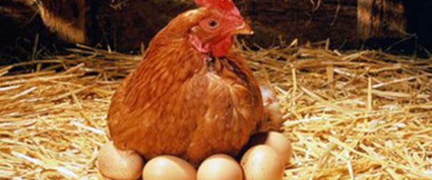 'Tavuklar, günde 3 kez yumurtlatılıyor'a yanıt