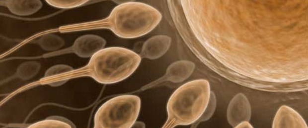 Yapay sperm çözüm olur mu?