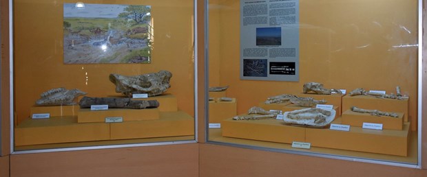 arkeoloji-muzesi-9-milyon-yil-oncesine-isik-tutuyor_1506_dhaphoto2.jpg