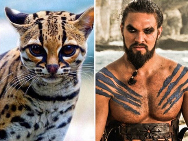 JASON MOMOA