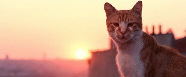 MAMA GETİREN ÜCRETSİZ FİLM SEYREDECEK