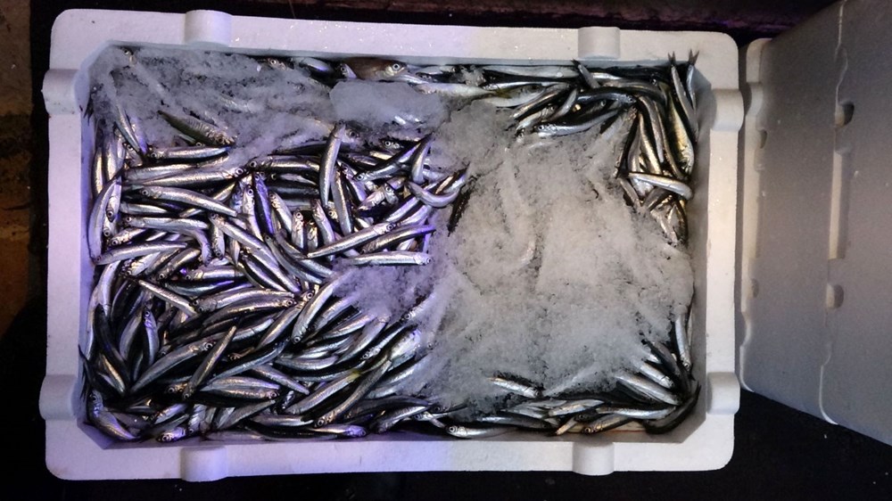 Karadeniz'de hamsi bolluğu: Fiyatlar düştü - 3