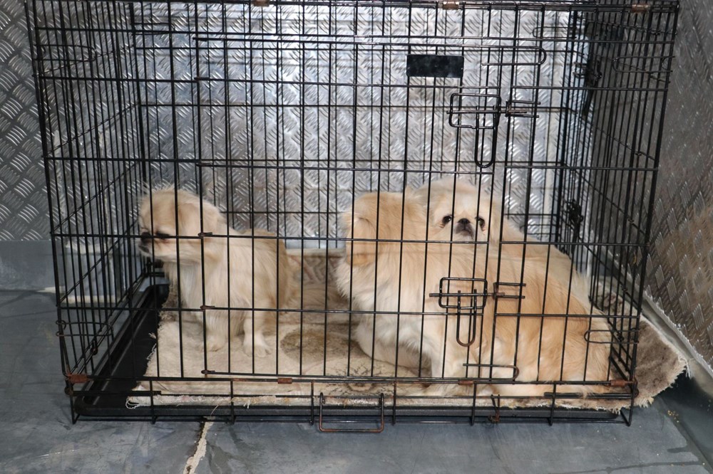 Ankara�da ikinci köpek operasyonu NTV