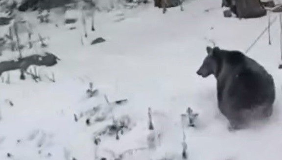 Kış uykusuna yatamayan ayılar kameraya takıldı Kış uykusuna yatamayan ayılar kameraya takıldı