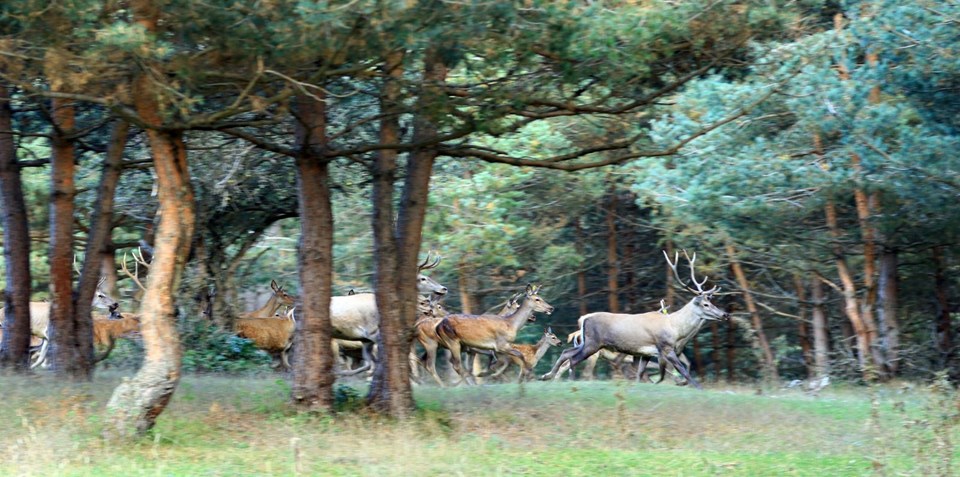 vezirköprü geyik üretme istasyonu, samsun gezilecek yerler, kızıl geyik