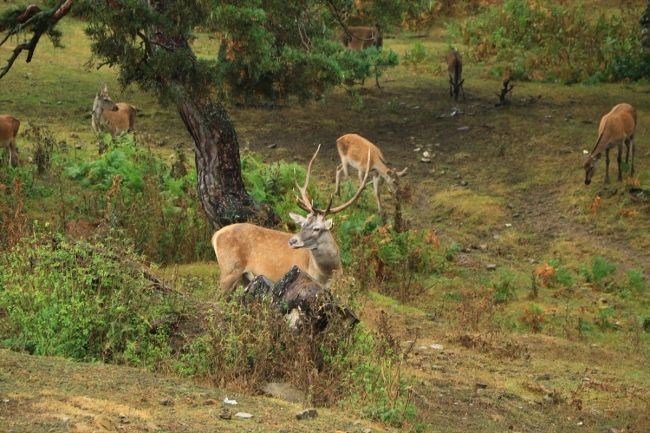 vezirköprü geyik üretme istasyonu, samsun gezilecek yerler, kızıl geyik
