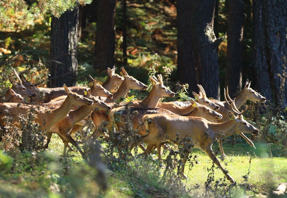 vezirköprü geyik üretme istasyonu, samsun gezilecek yerler, kızıl geyik