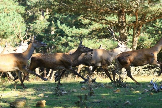 vezirköprü geyik üretme istasyonu, samsun gezilecek yerler, kızıl geyik