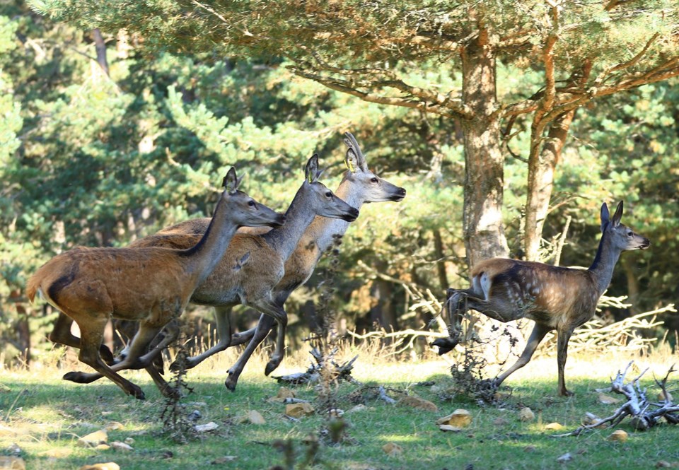 vezirköprü geyik üretme istasyonu, samsun gezilecek yerler, kızıl geyik