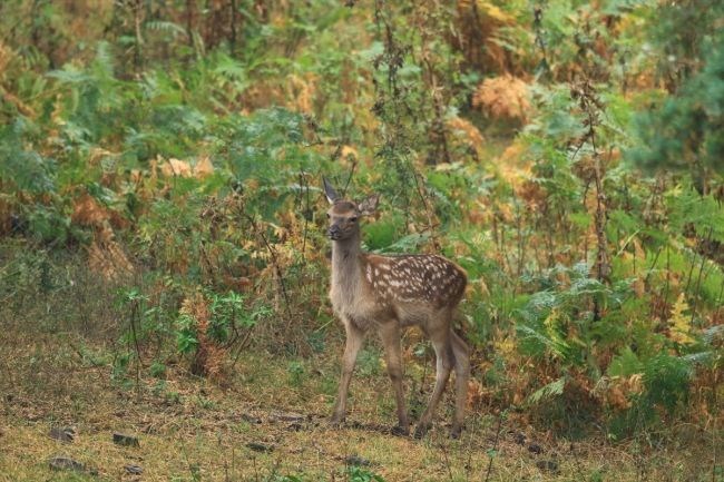 vezirköprü geyik üretme istasyonu, samsun gezilecek yerler, kızıl geyik