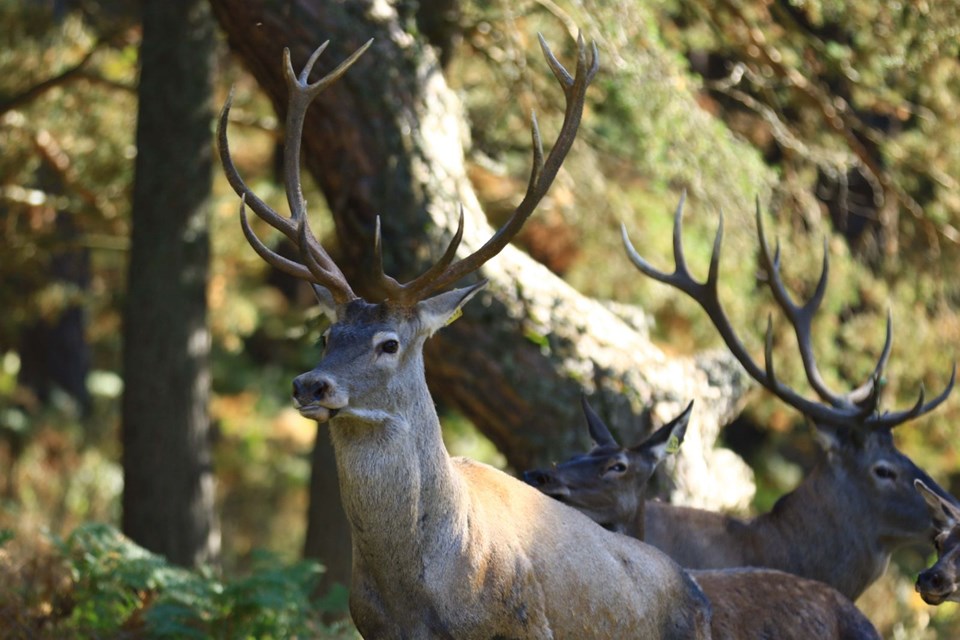 vezirköprü geyik üretme istasyonu, samsun gezilecek yerler, kızıl geyik