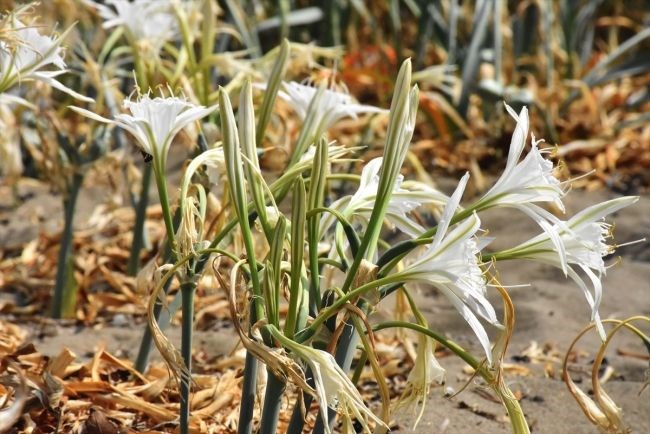 "KUM ZAMBAKLARINI KORUMA ALTINA ALDIK"