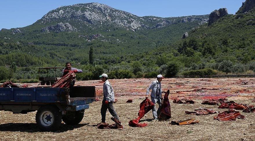 antalya halı tarlaları, halıların pastelleşmesi, döşemealtı