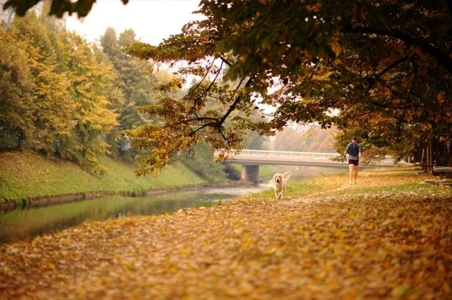 yürüyüş yolu, vilsonovo, sonbahar, saraybosna, doğa, Bosna Hersek