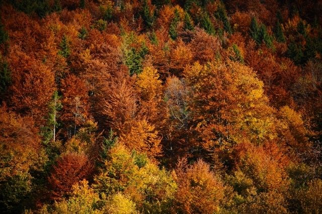yürüyüş yolu, vilsonovo, sonbahar, saraybosna, doğa, Bosna Hersek