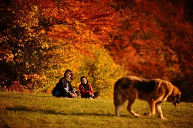 yürüyüş yolu, vilsonovo, sonbahar, saraybosna, doğa, Bosna Hersek