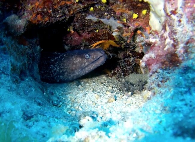 "DENİZ CANLILARININ YAŞAM ALANINA BÜYÜK KATKI SAĞLADI"