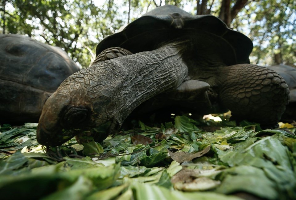 tanzanya, changuu adası, tanzanya gezilecek yerler, dev kaplumbağalar, kaplumbağa adası