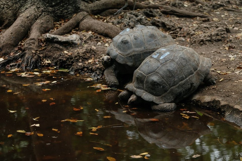 tanzanya, changuu adası, tanzanya gezilecek yerler, dev kaplumbağalar, kaplumbağa adası