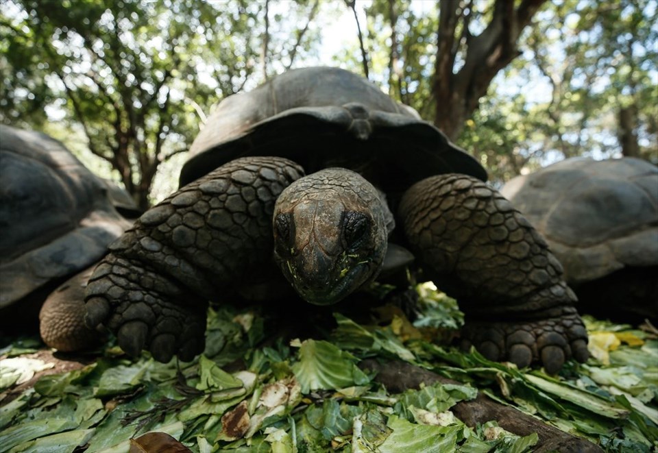 tanzanya, changuu adası, tanzanya gezilecek yerler, dev kaplumbağalar, kaplumbağa adası