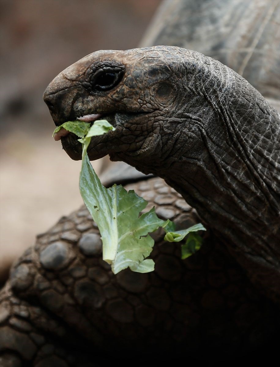 tanzanya, changuu adası, tanzanya gezilecek yerler, dev kaplumbağalar, kaplumbağa adası