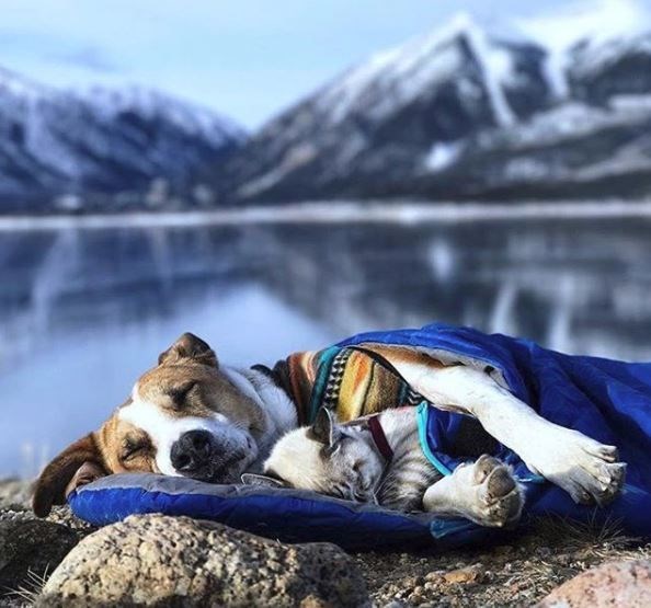 kopeklerle kamp, kopekle kampa gitmek, evcil hayvanlarla kamp, campingwithdogs