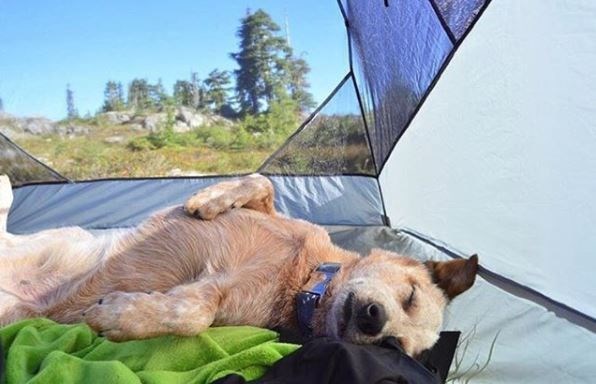 kopeklerle kamp, kopekle kampa gitmek, evcil hayvanlarla kamp, campingwithdogs